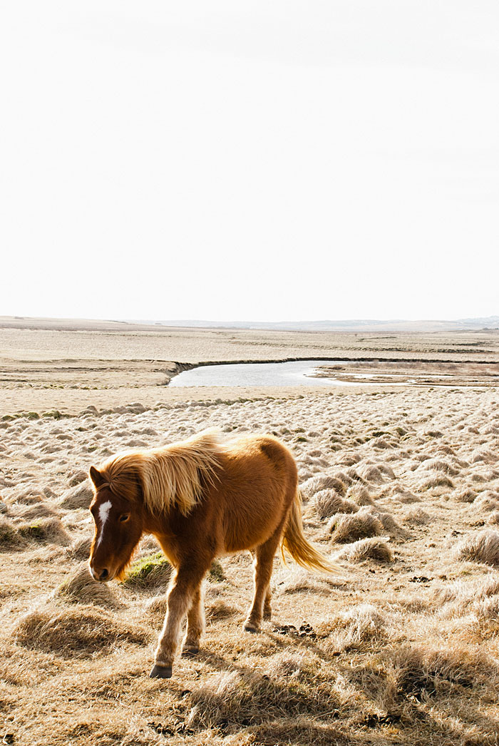 Icelandic pony just chilllin