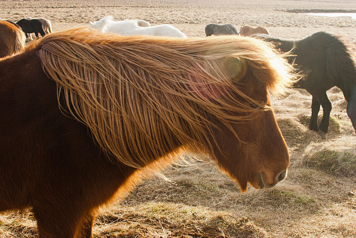 Lucious locks