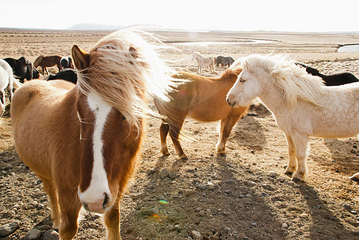 Omg look at these ponies with their fabulous hair