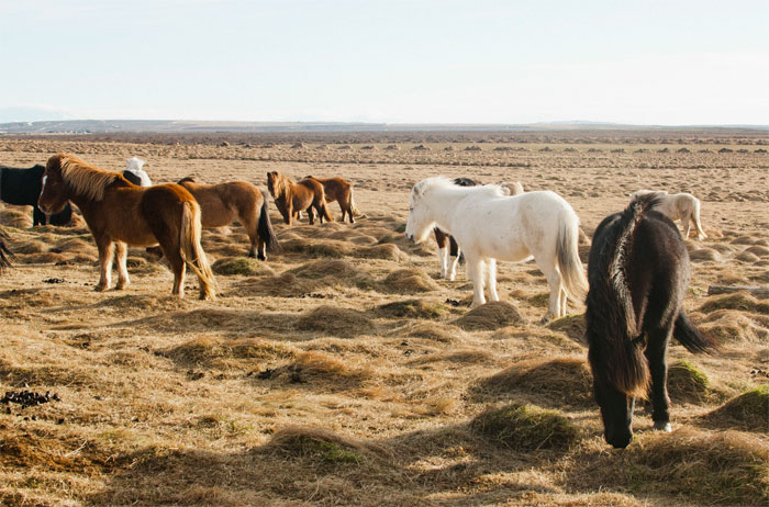 OMG LOOK AT THE PONIES